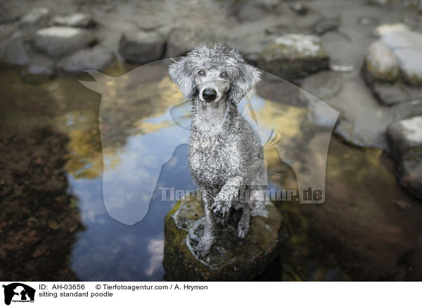 sitting standard poodle / AH-03656