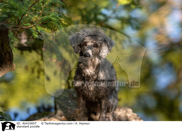 standard poodle / AH-03657