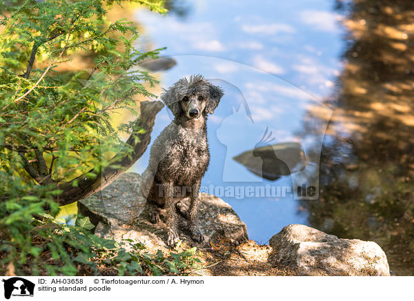 sitting standard poodle / AH-03658