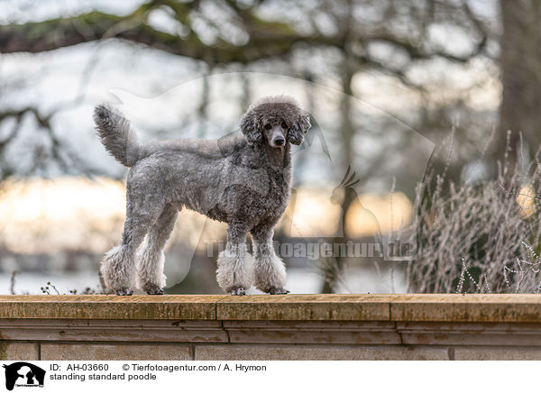 standing standard poodle / AH-03660