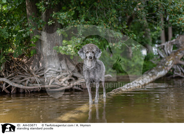 standing standard poodle / AH-03671