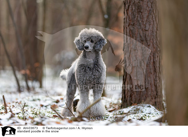 standard poodle in the snow / AH-03673