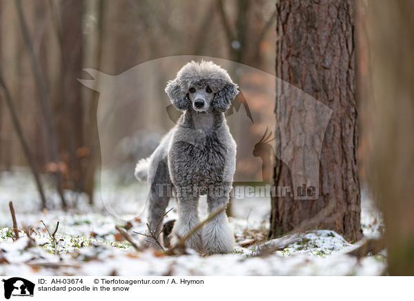standard poodle in the snow / AH-03674
