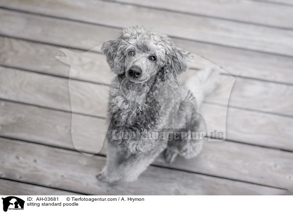 sitting standard poodle / AH-03681