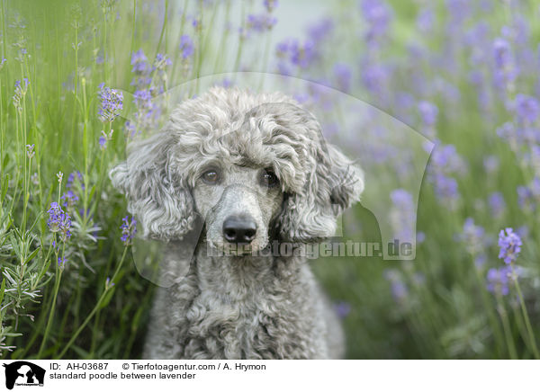 standard poodle between lavender / AH-03687