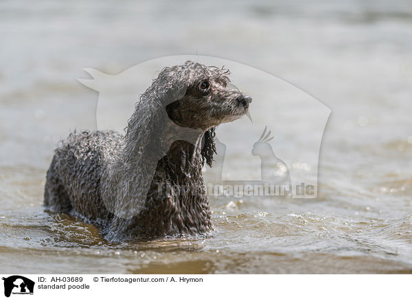 standard poodle / AH-03689
