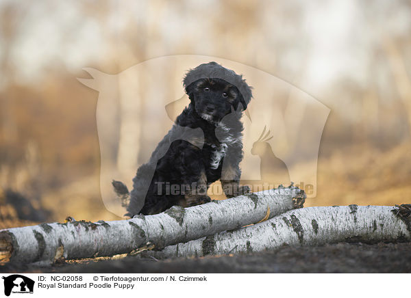 Royal Standard Poodle Puppy / NC-02058