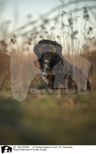 Royal Standard Poodle Puppy / NC-02059