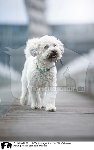 walking Royal Standard Poodle / NC-02068