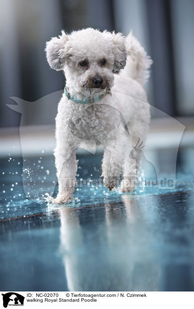 walking Royal Standard Poodle / NC-02070