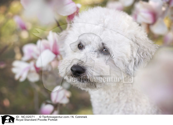 Royal Standard Poodle Portrait / NC-02071