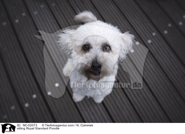 sitting Royal Standard Poodle / NC-02073