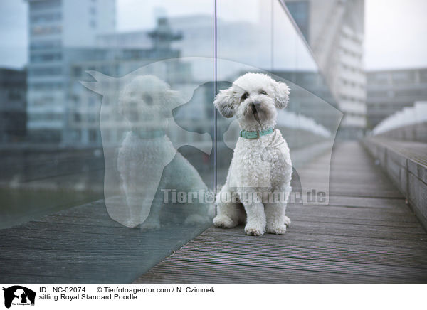 sitting Royal Standard Poodle / NC-02074