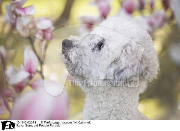 Royal Standard Poodle Portrait / NC-02078