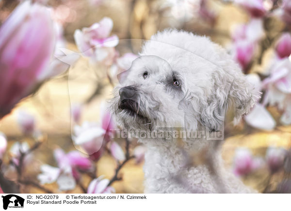 Royal Standard Poodle Portrait / NC-02079