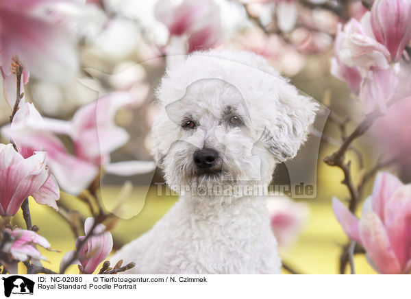 Royal Standard Poodle Portrait / NC-02080