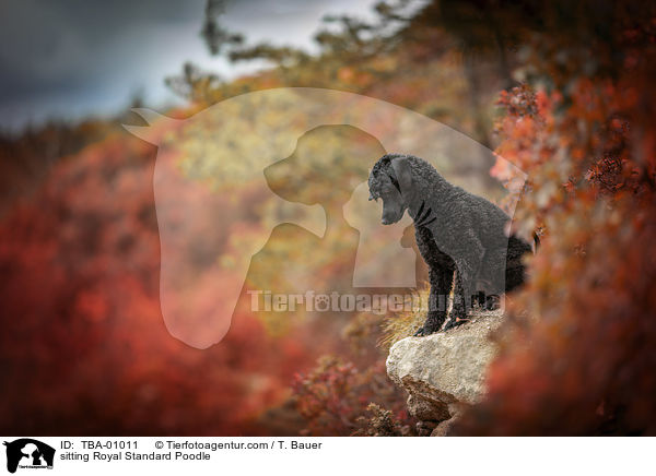 sitting Royal Standard Poodle / TBA-01011