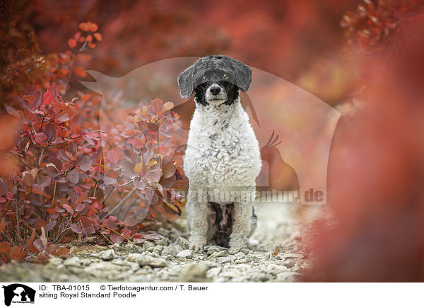 sitting Royal Standard Poodle / TBA-01015