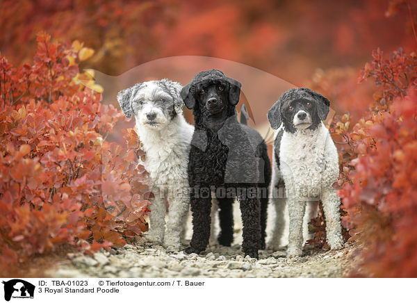 3 Royal Standard Poodle / TBA-01023