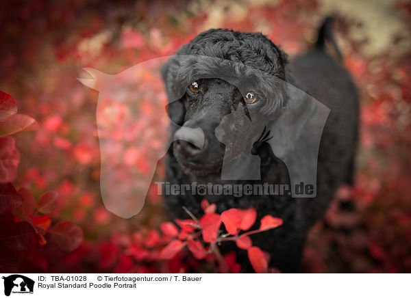 Royal Standard Poodle Portrait / TBA-01028