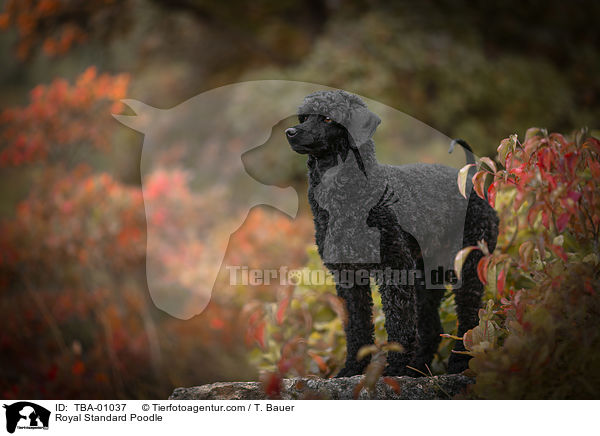 Royal Standard Poodle / TBA-01037