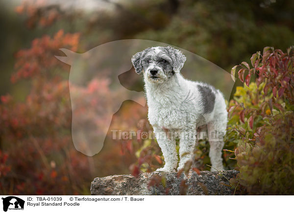 Royal Standard Poodle / TBA-01039