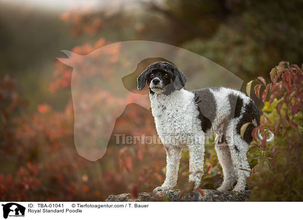Royal Standard Poodle / TBA-01041