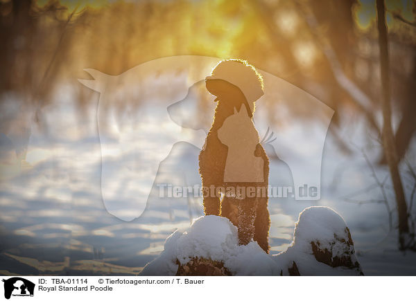 Kleinpudel / Royal Standard Poodle / TBA-01114