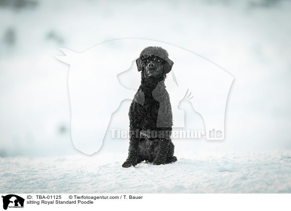 sitting Royal Standard Poodle / TBA-01125