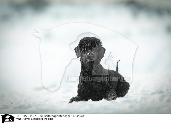 lying Royal Standard Poodle / TBA-01127