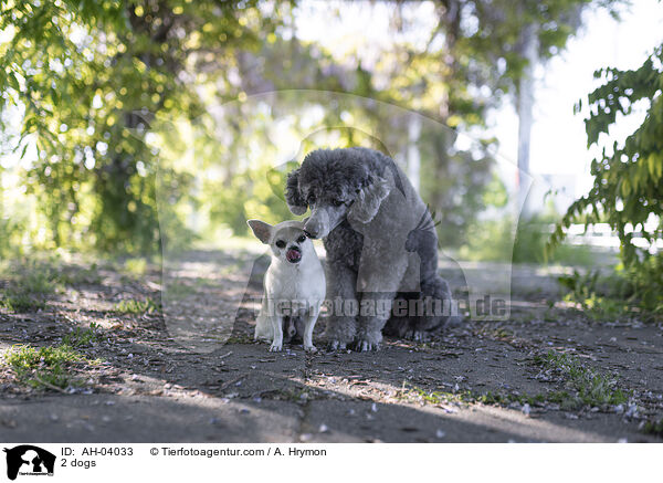 2 dogs / AH-04033