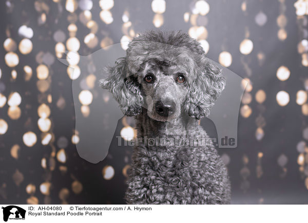 Royal Standard Poodle Portrait / AH-04080