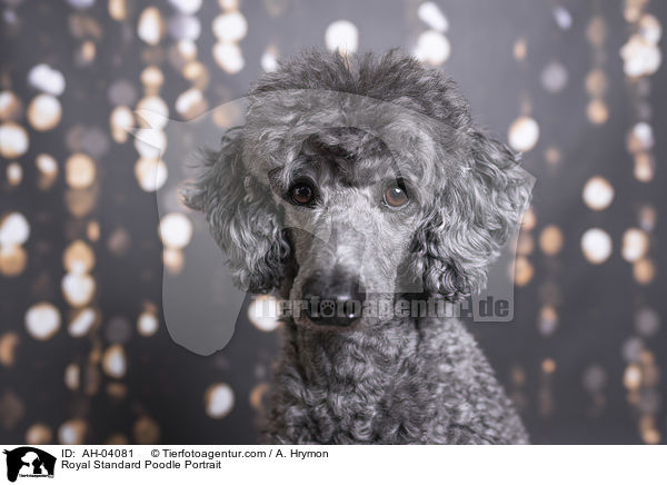 Royal Standard Poodle Portrait / AH-04081