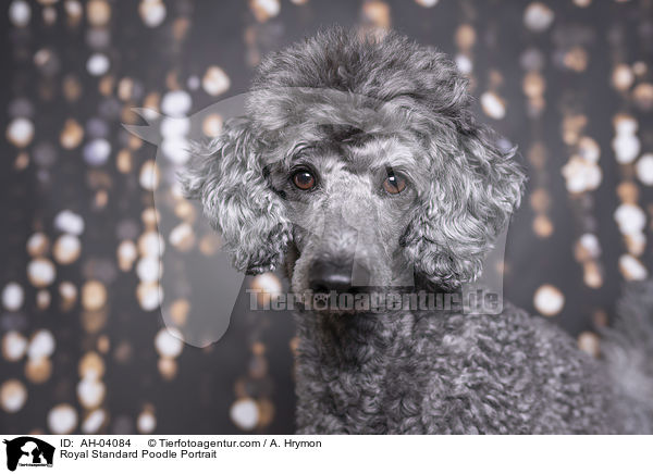 Royal Standard Poodle Portrait / AH-04084