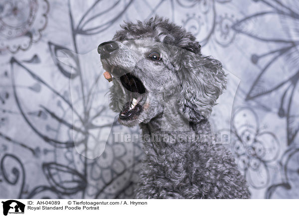 Royal Standard Poodle Portrait / AH-04089