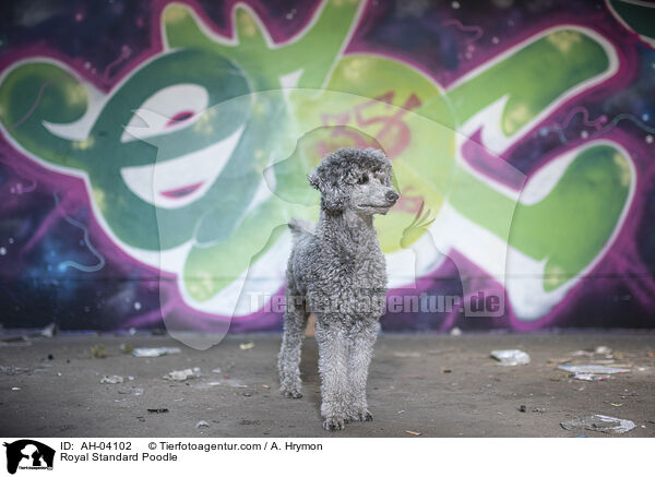 Kleinpudel / Royal Standard Poodle / AH-04102