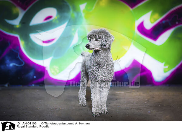 Royal Standard Poodle / AH-04103