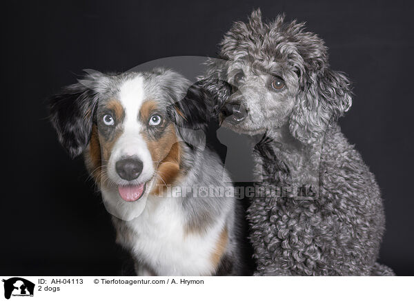 2 dogs / AH-04113
