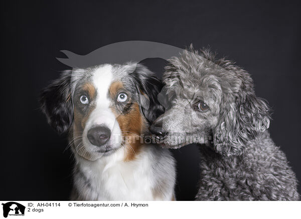 2 dogs / AH-04114