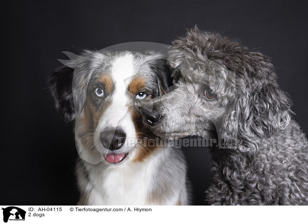 2 dogs / AH-04115
