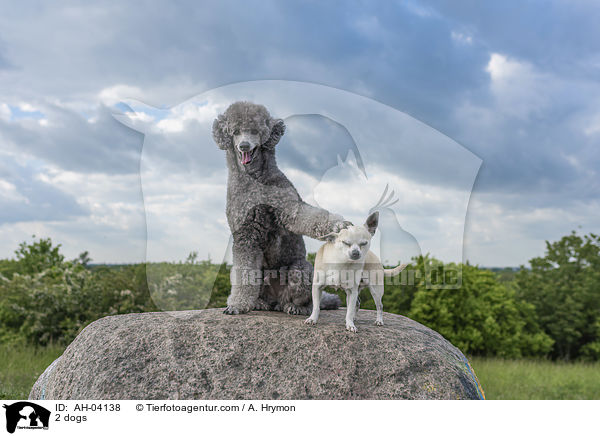 2 dogs / AH-04138
