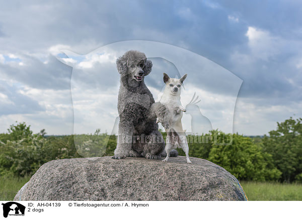 2 dogs / AH-04139