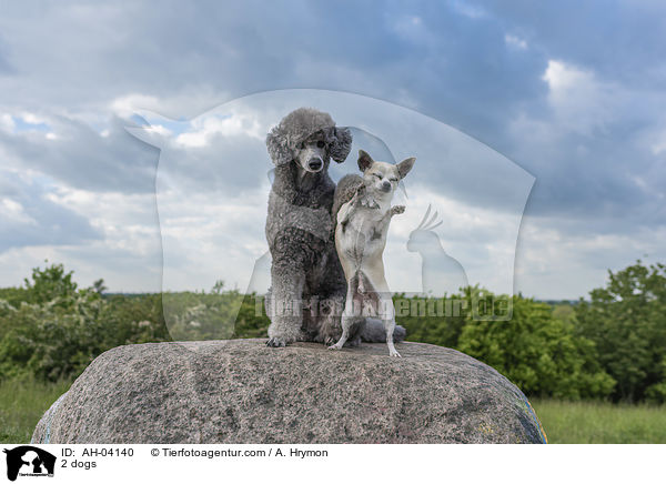 2 dogs / AH-04140
