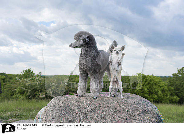 2 dogs / AH-04149