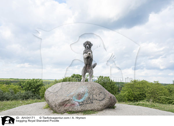 Kleinpudel macht Mnnchen / begging Royal Standard Poodle / AH-04171