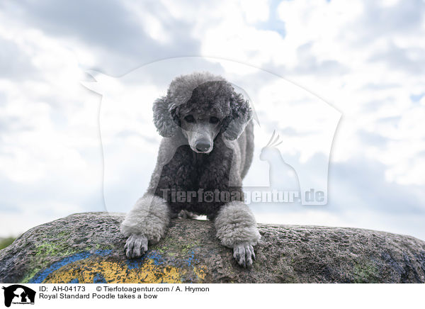 Kleinpudel verbeugt sich / Royal Standard Poodle takes a bow / AH-04173