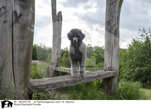 Kleinpudel / Royal Standard Poodle / AH-04178