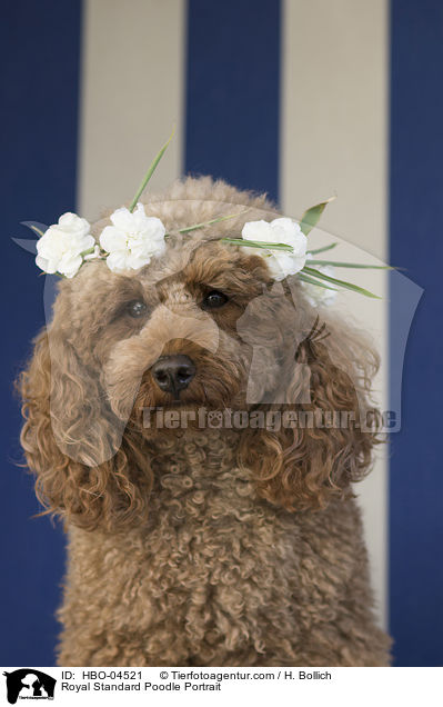 Royal Standard Poodle Portrait / HBO-04521