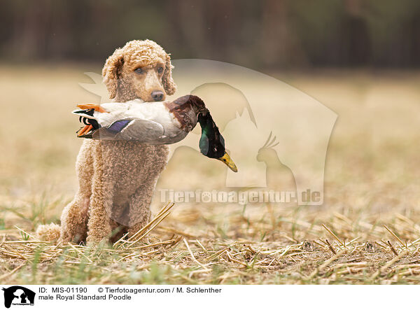 Kleinpudel Rde / male Royal Standard Poodle / MIS-01190