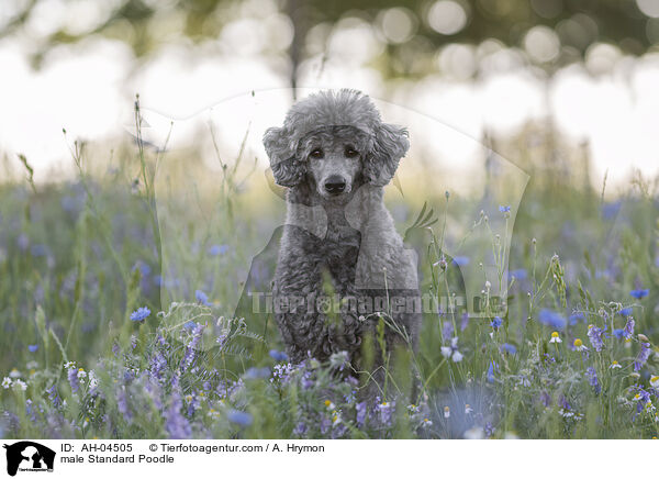 male Standard Poodle / AH-04505